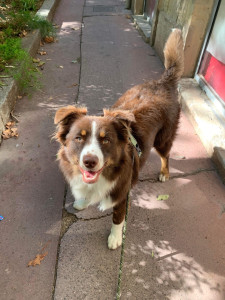 Photo de galerie - Garde chien