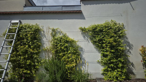 Photo de galerie - Fixation de palissage 
