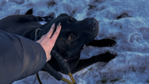 Photo de galerie - Garde de Praline