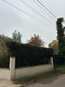 Photo de galerie - Haie de thuya après la taille 