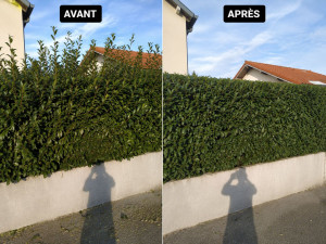 Photo de galerie - Taille haie 