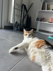 Photo de galerie - Chanel, un chat de 7 ans gardé pendant 1 semaine, nourrissage, jeux, caresses :)