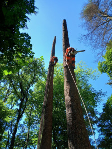 Photo de galerie - Démontage d'un pin de 40 mètres.