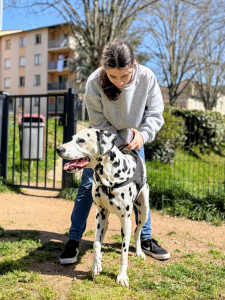 Photo de galerie - Mambo - Mon chien