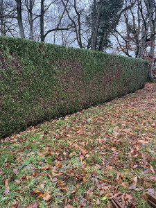 Photo de galerie - Taille de haie 