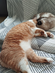 Photo de galerie - Garde de chats pendant 3 mois car la personne a été hospitalisé 