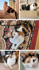 Photo de galerie - Ma minette en pleine forme!