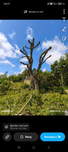 Photo de galerie - Élagage d' un saule pleureur en tete de chat 