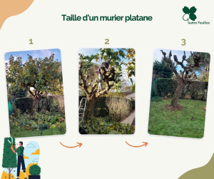 Photo de galerie - Taille d'un murier platane