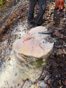 Photo de galerie - Abattage de hêtre 