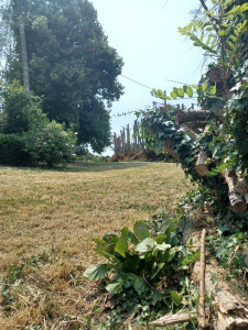 Photo de galerie - Tonte 