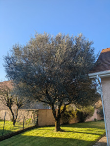 Photo de galerie - Elagage et coupe d'arbres