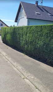 Photo de galerie - Taillage d’une haie 