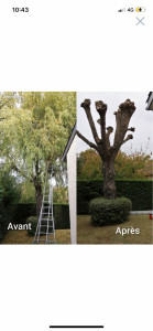 Photo de galerie - Elagage et coupe d'arbres