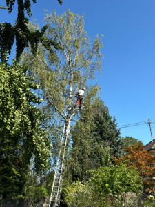 Photo de galerie - Elagage et coupe d'arbres
