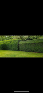 Photo de galerie - Taille de haie