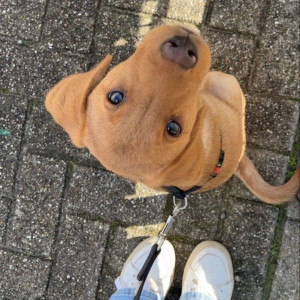 Photo de galerie - Promenade sur demande de votre chien (seul ou en groupe de 5 chiens maximum) dans un rayon de 20 km. 