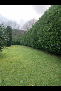 Photo de galerie - Rabattage d’une haie