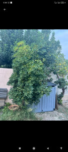 Photo de galerie - Elagage et coupe d'arbres