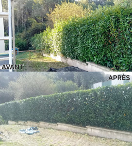 Photo de galerie - Taille de Haies 