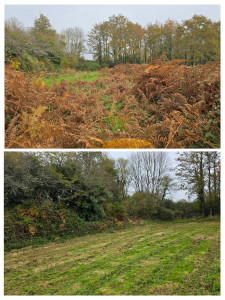 Photo de galerie - Gros debroussaillage possible