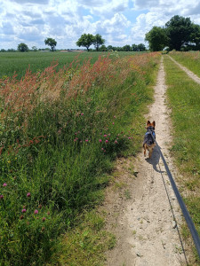 Photo de galerie - Garde chien pour promenade 