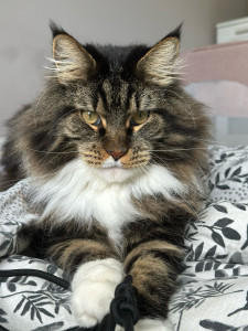 Photo de galerie - Garde Mainecoon
