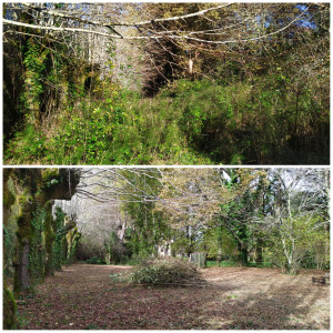 Photo de galerie - Avant/après