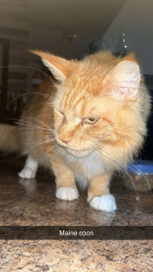 Photo de galerie - Garde chat