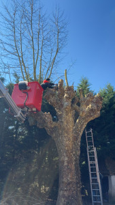 Photo de galerie - Elagage et coupe d'arbres