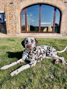 Photo de galerie - Garde animaux 