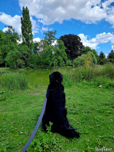 Photo de galerie - Garde chien