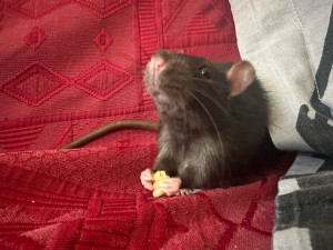 Photo de galerie - Midas