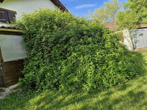 Photo de galerie - Débroussaillage de ronce 