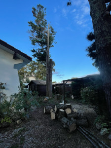 Photo de galerie - Elagage et coupe d'arbres