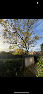 Photo de galerie - étêtage d’arbres 