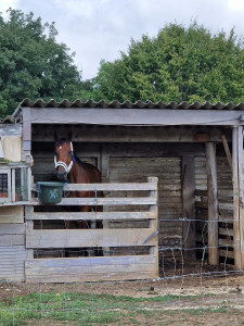 Photo de galerie - Pension chevaux
