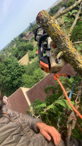 Photo de galerie - Elagage et coupe d'arbres