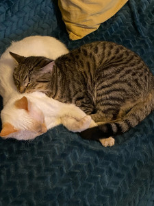 Photo de galerie - Mon amour pour les animaux ?