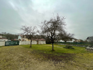 Photo de galerie - Elagage et coupe d'arbres