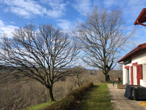 Photo de galerie - Elagage et coupe d'arbres