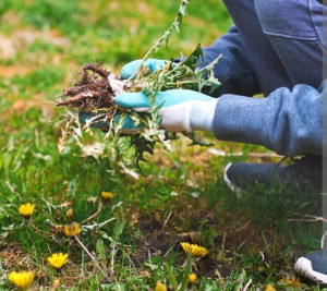 Photo de galerie - Je peux nettoyer votre jardin.