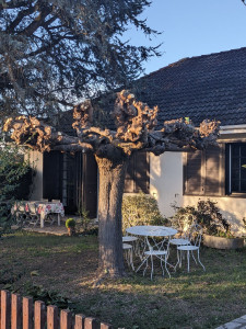Photo de galerie - Taille mûrier platane après 