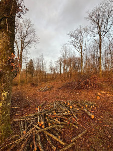 Photo de galerie - Coupe de bois 