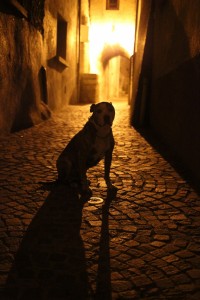 Photo de galerie - Promenade nocturne chien