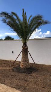 Photo de galerie - Plantation d’un magnifique palmier 