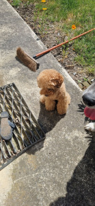 Photo de galerie - Ellie vrai petit chien de cirque 