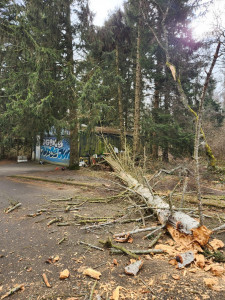 Photo de galerie - Elagage et coupe d'arbres