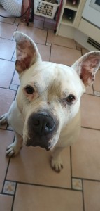 Photo de galerie - Chien de ma mère 