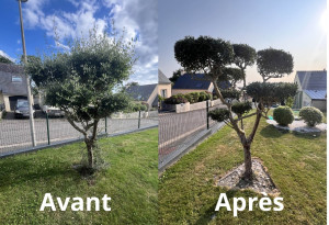 Photo de galerie - Taille d'un olivier.